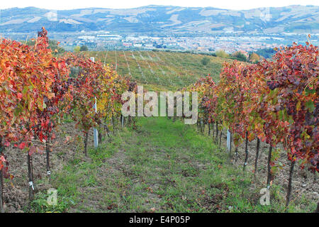 Italian vineyard in autumn colors. Stock Photo