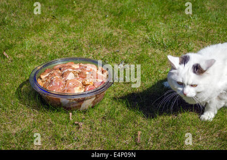 large glass bowl with the marinated pork pieces outside in the meadow next curious white cat Stock Photo