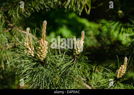 coniferous pine branch with beautiful young buds Stock Photo