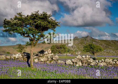 View to Haytor from Holwell lawns with bluebells in the foreground Stock Photo