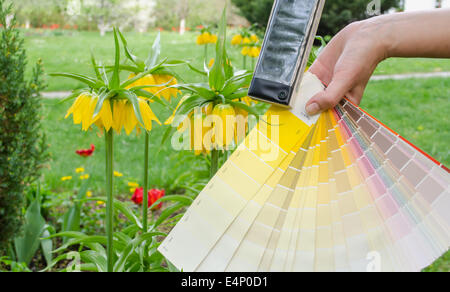 pastel warm yellow tone color palette and yellow garden flower Stock Photo