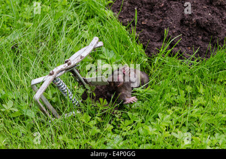 Dead mole animal caught with steel trap lie near mole-hill. Stock Photo