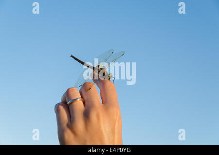 large damselfly insect sit on womans hand on blue sky background. Stock Photo