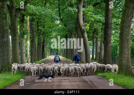 Two shepherds with sheepdog herding flock of white sheep along lane bordered with trees