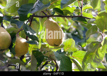 Quince fruit growing on a tree, Cydonia oblonga Stock Photo