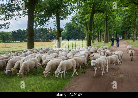 Two shepherds herding flock of white sheep along lane bordered with trees