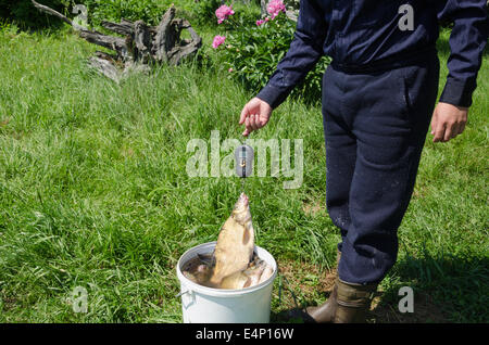 fisher biggest fish caught spit bream in gills measure weight Stock Photo