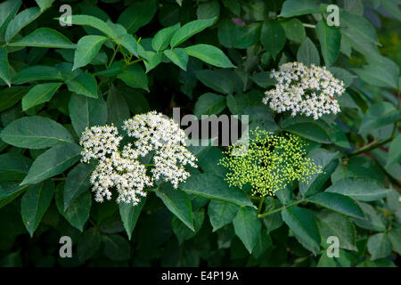 European elder / European elderberry (Sambucus nigra) in flower in spring Stock Photo