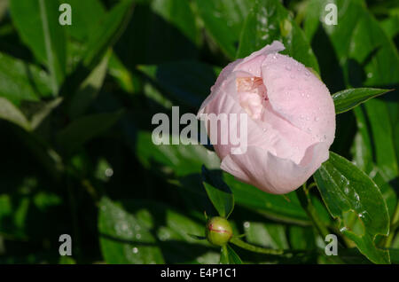 unexpanded white peony flower bud covered with morning dew water drops. Stock Photo