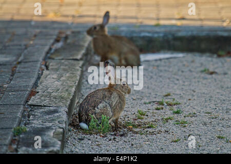 Two European rabbits / common rabbit (Oryctolagus cuniculus) sitting in the street Stock Photo