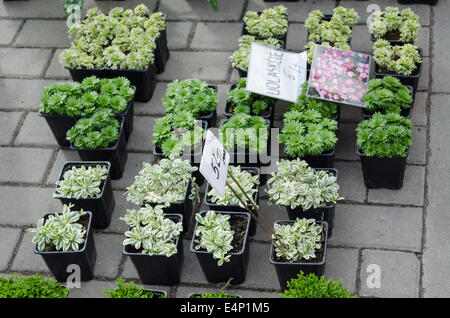 decorative garden flower seedlings in small plastic pots outdoor shopping fair Stock Photo