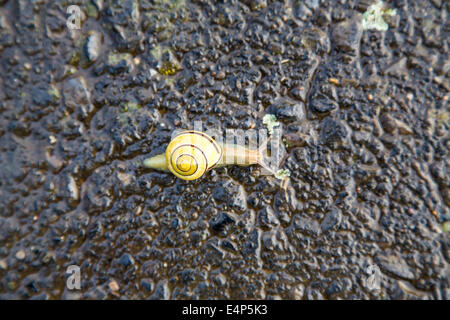 Grove snail (Cepaea nemoralis) on a wet asphalt street Stock Photo