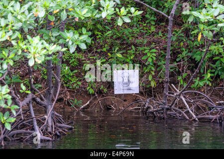 Death shoot if enter drawing in mangroves Bocas del Toro Panama Stock Photo