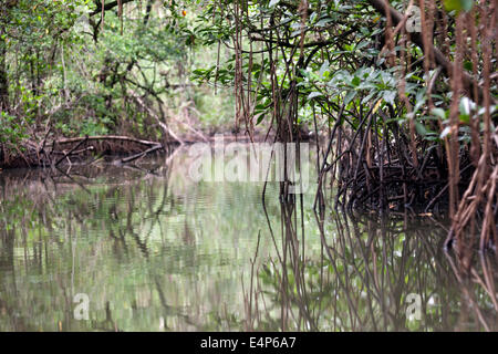 Mangroves in Isla Colon Bocas del Toro Stock Photo