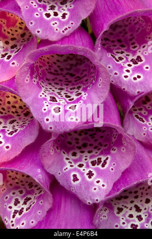 Closeup of purple Foxglove flowers of Digitalis Purpurea. Focus stacking was used to increase depth of field / focus. Stock Photo