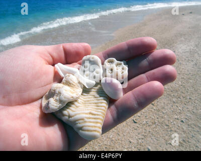 Interesting coral and shell fragment finds on the beach, Fitzroy Island, Great Barrier Reef Marine Park, Queensland, Australia. Stock Photo