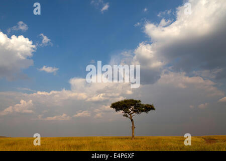 einzelner Baum in der Savanne mit Wolkenstimmung  Masai Mara, Kenia Stock Photo