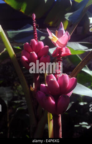 Pink velvet banana plant (Musa velutina), a common tropical garden ornamental species Stock Photo