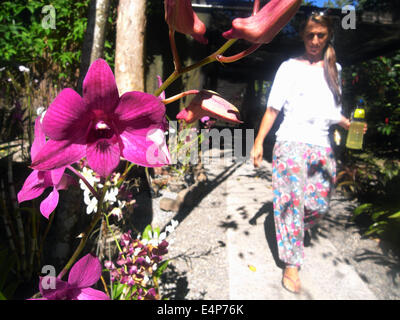 Orchids in the Garden of the Sleeping Giant, near Nadi, Fiji. No PR