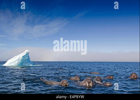 Walross auf Spitzbergen Stock Photo