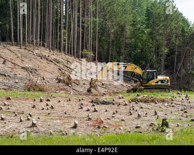 Clearcut Trees with digger. After clearing a large swath of planted forest a earth digger is in place to start digging. Stock Photo