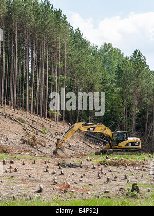 Clearcut Trees with digger. After clearing a large swath of planted forest a earth digger is in place to start digging. Stock Photo