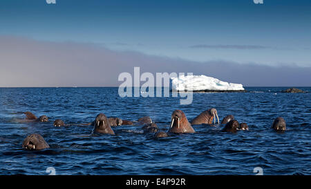 Walross auf Spitzbergen Stock Photo