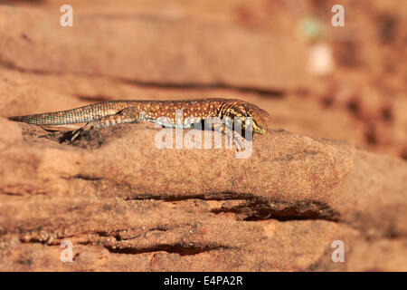 Common Side-blotched Lizard ( Uta stansburiana ), Horseshoe Bend near Page, Arizona, USA Stock Photo