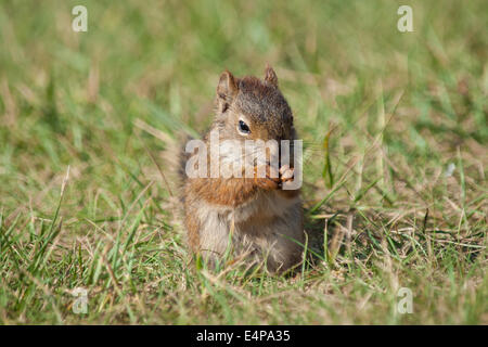 A cute, baby American red squirrel (Tamiasciurus hudsonicus) on a sunny lawn.  Edmonton, Alberta, Canada Stock Photo