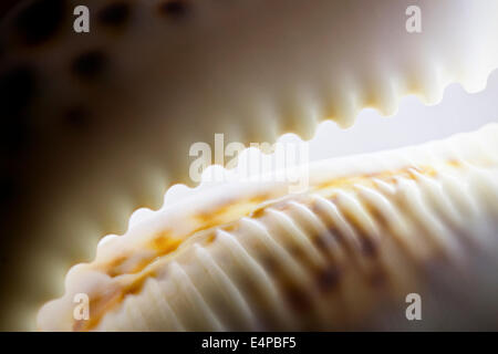 Closeup detail of Cypraea tigris or Tiger Cowrie Shell Stock Photo