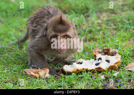 Baby Long-tailed Macaque or Crab-eating Macaque (Macaca fascicularis) eating a fruit, Thailand, Asia Stock Photo