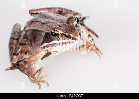 Wood frog, Rana sylvatica, native to North America; cutout on white background Stock Photo
