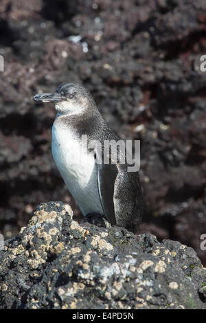 Galapagos Penguin (Spheniscus mendiculus), Elisabeth Bay, Isabela Island, Galapagos, Ecuador Stock Photo