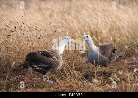 Waved Albatrosses (Phoebastria irrorata), Hispanola Island, Galapagos, Ecuador Stock Photo