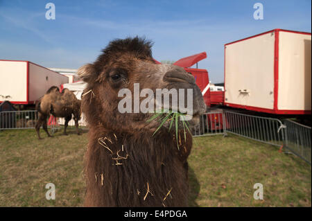 Bactrian camel (Camelus bactrianus) in the enclosure, small traveling circus, Neunkirchen am Brand, Upper Franconia, Bavaria Stock Photo