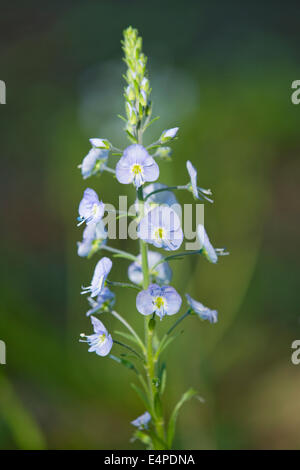 Gentian Speedwell (Veronica gentianoides), flowering, Thuringia, Germany Stock Photo