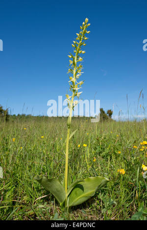 Greater Butterfly-orchid (Platanthera chlorantha), Thuringia, Germany Stock Photo