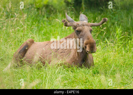 Eurasian Elk or Moose (Alces alces), bull moose with antlers in velvet, lying on a meadow, captive, Lower Saxony, Germany Stock Photo