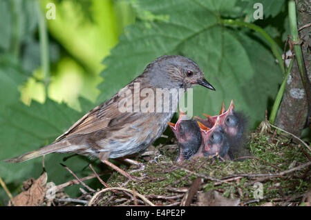 Dunnock (Prunella modularis) at nest with young birds, Baden-Württemberg, Germany
