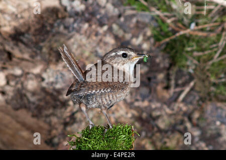 Wren (Troglodytes troglodytes) with food for young birds, Baden-Württemberg, Germany Stock Photo