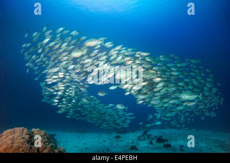 School of Oxeye scad (Selar boops), Palau Stock Photo