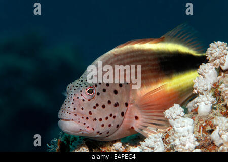 Black-sided hawkfish (Paracirrhites forsteri) on stony coral, Red Sea, Egypt Stock Photo