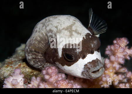 Masked puffer (Arothron diadematus) rests on coral at night, Red Sea, Egypt Stock Photo