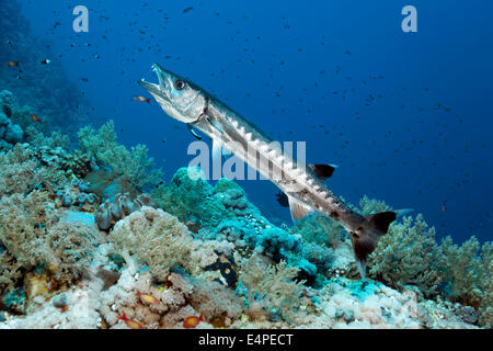 Blackfin Barracuda (Sphyraena qenie) in cleaning station with Bluestreak Cleaner Wrasse (Labroides dimidiatus), Red Sea, Egypt Stock Photo
