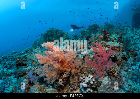 Scuba diver swimming above the corals of the densely overgrown eastern plateau of dive site Shaab Sharm, Klunzinger's Soft Stock Photo