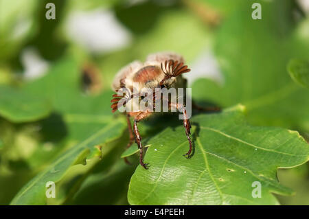 Cockchafer (Melolontha melolontha) on a leaf, Diersfordter Forest, North Rhine-Westphalia, Germany Stock Photo