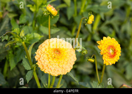 Dahlias (Dahlia sp.), Hesse, Germany Stock Photo