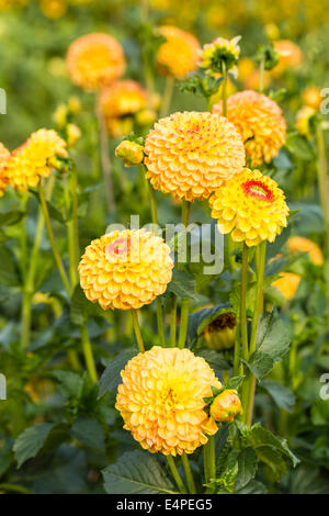 Dahlias (Dahlia sp.), Hesse, Germany Stock Photo