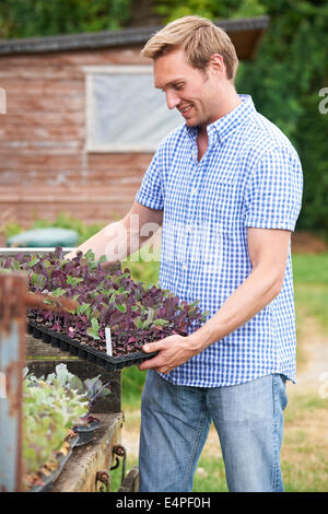 Farmer Planting Seedlings On Organic Farm Stock Photo