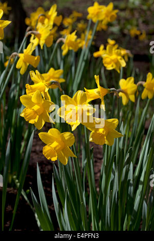Narcissus 'Peeping Tom' Stock Photo